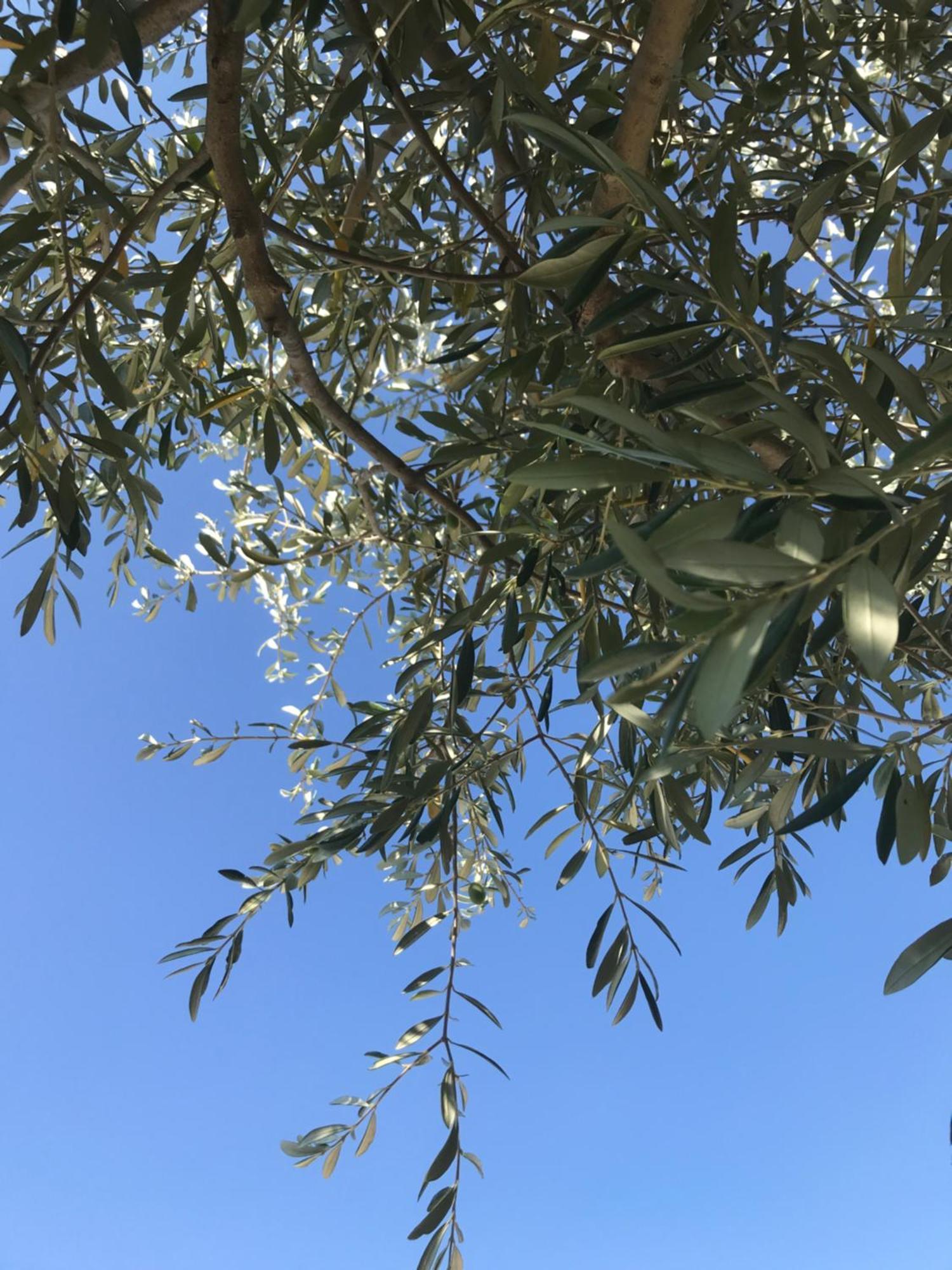Le Figuier Daire Tulette Dış mekan fotoğraf