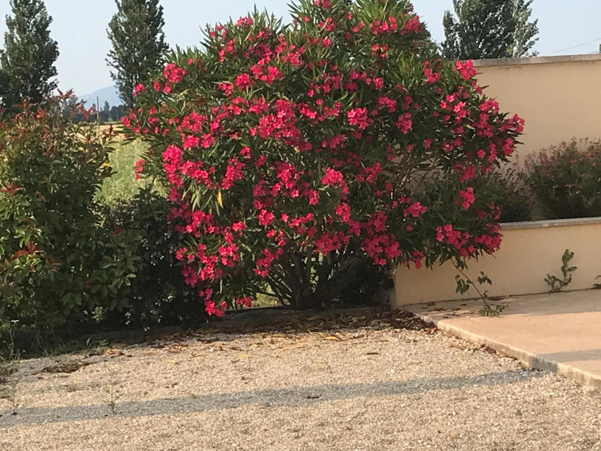 Le Figuier Daire Tulette Dış mekan fotoğraf